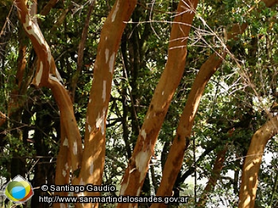 Foto Arrayán (Santiago Gaudio)