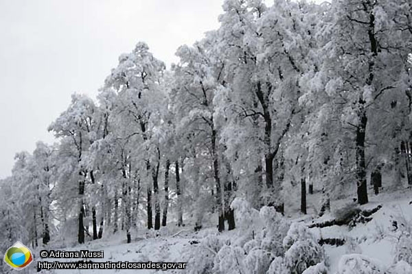 Foto Bosque invernal (Adriana Mussi)