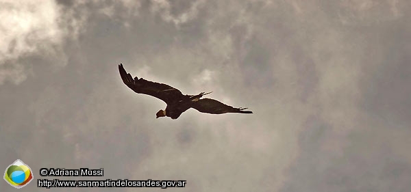 Foto Cóndor (Adriana Mussi)