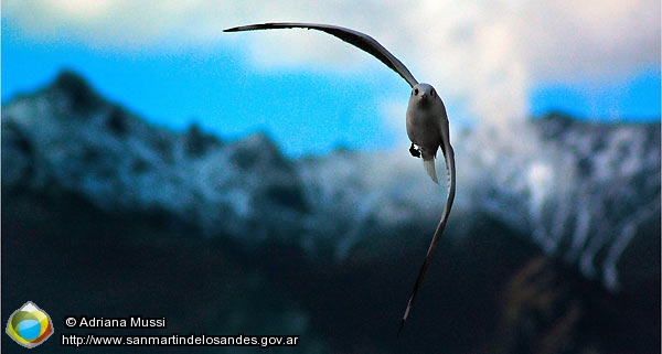 Foto Juan Salvador Gaviota (Adriana Mussi)