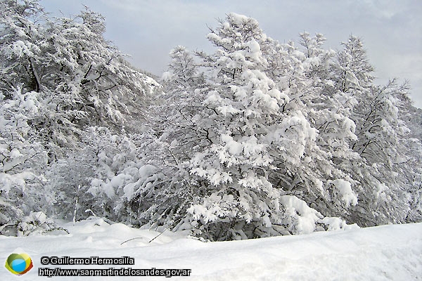 Foto Bosque de lenga (Guillermo Hermosilla)