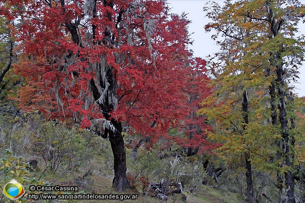 Foto Bosque y colores (César Cassina)