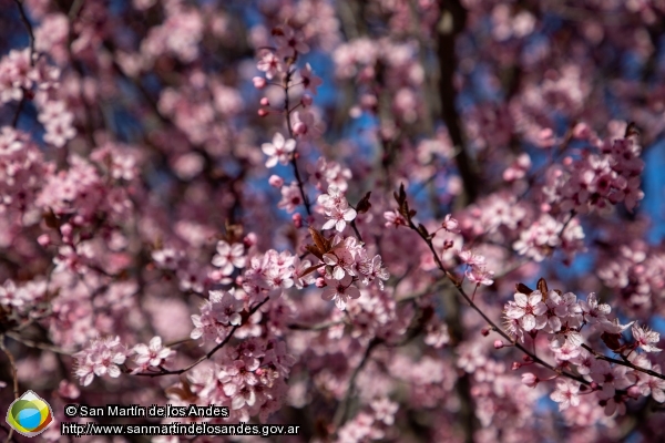 Foto Primavera (San Martín de los Andes)