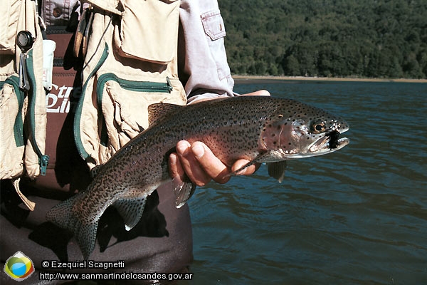 Foto Pesca con mosca (Ezequiel Scagnetti)