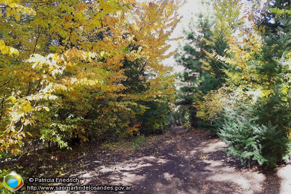 Foto Otoño en el bosque (Patricia Friedrich)