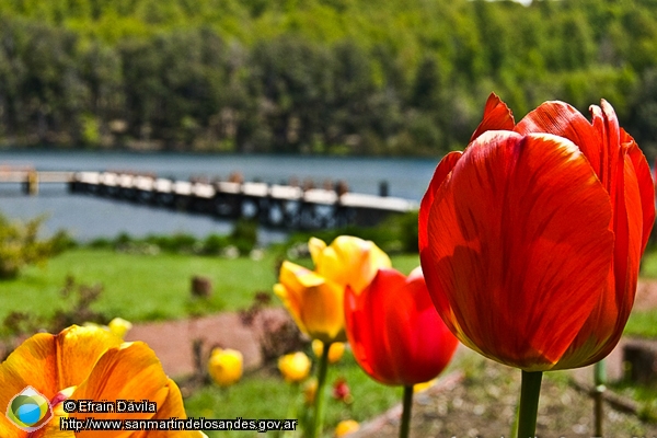 Foto Tulipanes (Efrain Dávila)