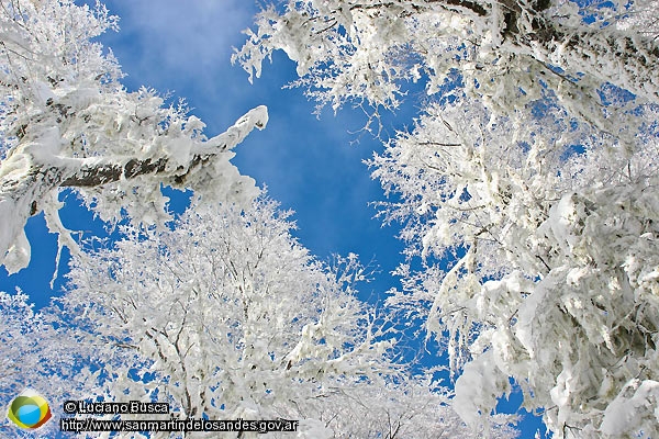 Foto Lengas nevadas (Luciano Busca)