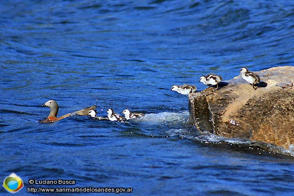 Foto Cauquenes (Luciano Busca)