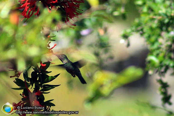 Foto Colibrí (Luciano Busca)