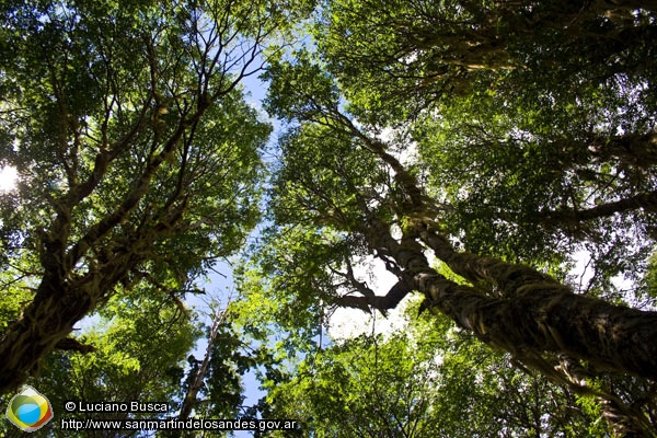 Foto Árboles nativos (Luciano Busca)