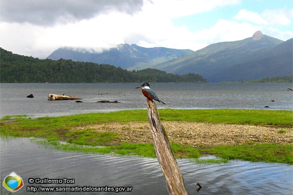 Foto Martín Pescador (Guillermo Tosi)