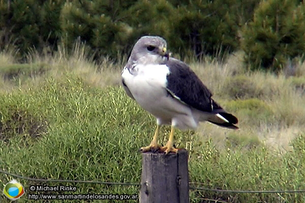 Foto Aguilucho macho ()