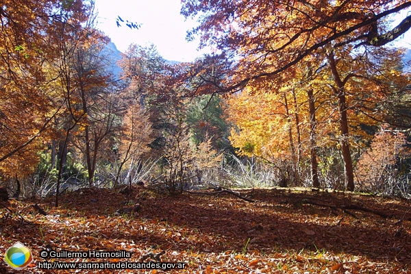 Foto Bosque Otoñal (Guillermo Hermosilla)