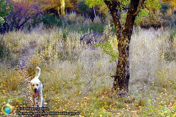 Foto Otoño (Santiago Gaudio)