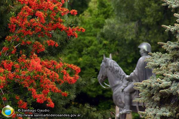 Foto Notros en flor (Santiago Gaudio)