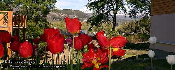 Foto Tulipanes en Alihuén (Santiago Gaudio)