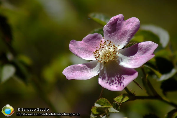 Foto Flora autóctona (Santiago Gaudio)