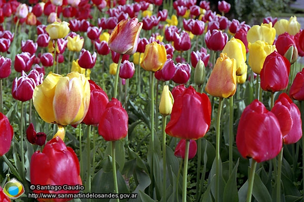 Foto Tulipanes (Santiago Gaudio)