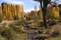 Foto Álamos en otoño (Flavio Bonolauri)