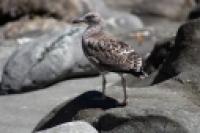 Foto Gaviota cocinera (Florencia Mancini)