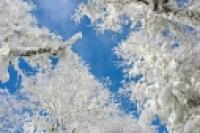 Foto Lengas nevadas (Luciano Busca)