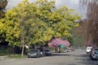 Foto Primavera en el casco urbano (Guillermo Hermosilla)