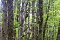 Foto Bosque andino (Santiago Gaudio)