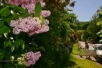 Foto Hortensias (Santiago Gaudio)